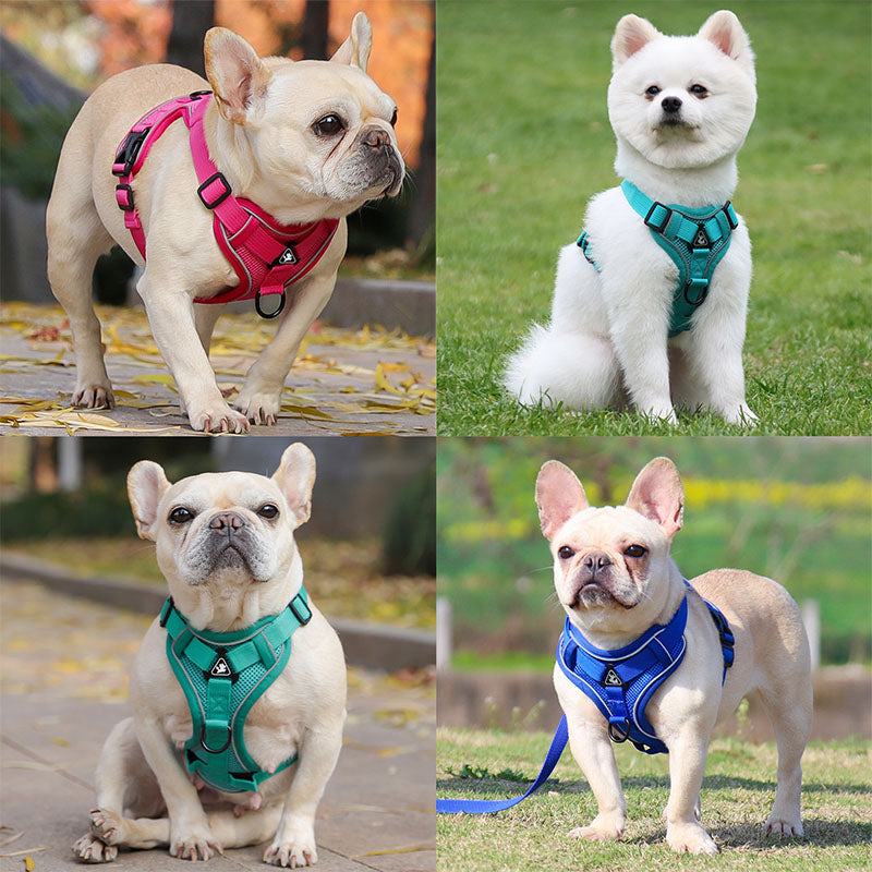 Swift Tail No-Pull Pet Harness & Leash Set - For Small/Medium Pets